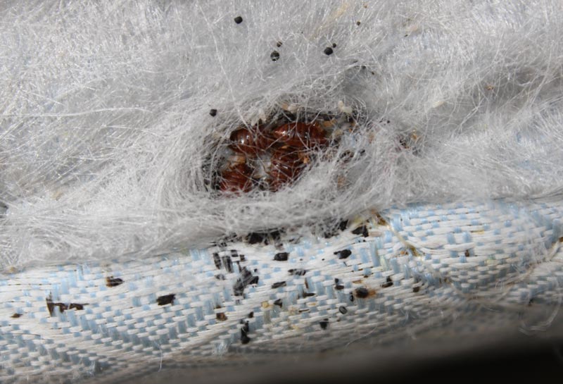 Can You Find Bed Bugs With A Black Light Can You Find Bed Bugs With A Black Light